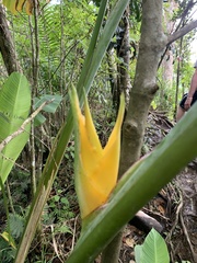 Heliconia caribaea