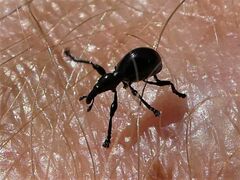 Rhynolaccus formicarius