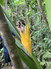 Heliconia caribaea
