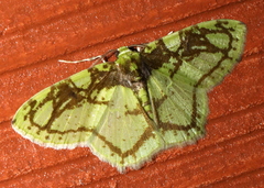 Nemoria ozalea