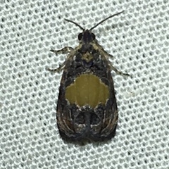 Olethreutes osmundana