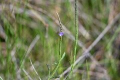 Stachytarpheta angustifolia