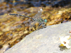 Hemigomphus theischingeri