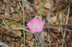 Convolvulus chilensis