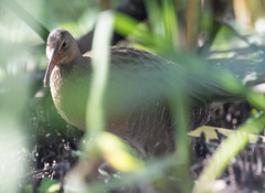 Rallus obsoletus
