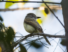 Ramphotrigon flammulatum