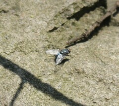 Calliphora vomitoria