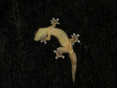 Thecadactylus rapicauda