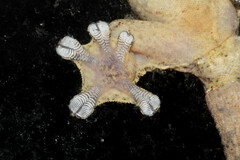 Thecadactylus rapicauda