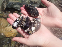 Pattalus mollis