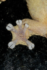 Thecadactylus rapicauda