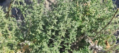 Galium stellatum eremicum