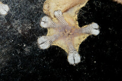 Thecadactylus rapicauda