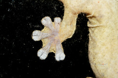 Thecadactylus rapicauda