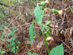 Crassocephalum crepidioides