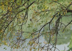 Pycnonotus sinensis formosae