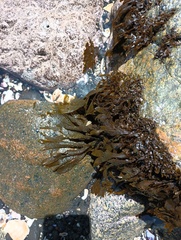 Dictyota kunthii
