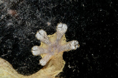 Thecadactylus rapicauda