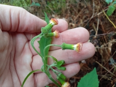 Crassocephalum crepidioides
