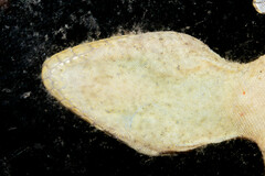 Thecadactylus rapicauda