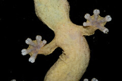 Thecadactylus rapicauda