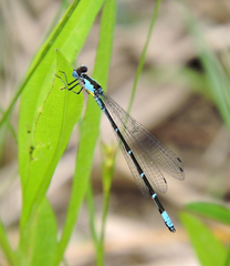 Chromagrion conditum