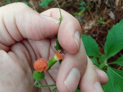 Crassocephalum crepidioides