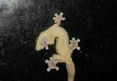 Thecadactylus rapicauda