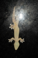 Thecadactylus rapicauda