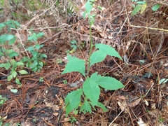 Crassocephalum crepidioides