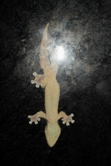 Thecadactylus rapicauda