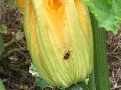 Aulacophora hilaris