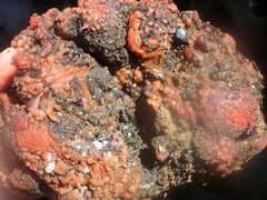 Pyura chilensis