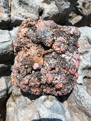 Pyura chilensis