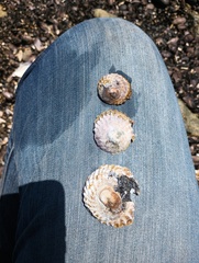 Trochita trochiformis