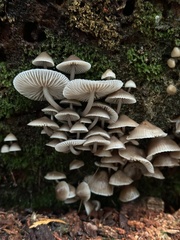 Mycena maculata