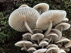 Mycena maculata