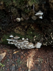 Mycena maculata