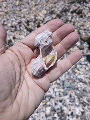 Austromegabalanus psittacus