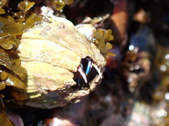 Austromegabalanus psittacus