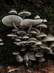 Mycena maculata