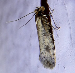 Amydria effrenatella
