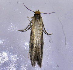 Amydria effrenatella