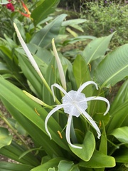 Hymenocallis