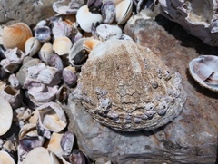 Concholepas concholepas