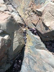 Echinolittorina peruviana