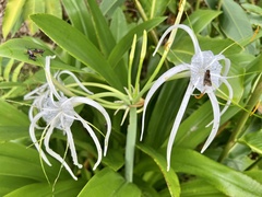 Hymenocallis