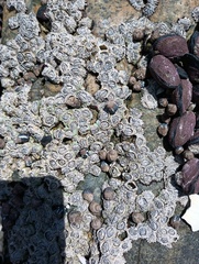 Echinolittorina peruviana