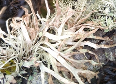 Ramalina subleptocarpha