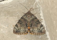 Catocala desdemona